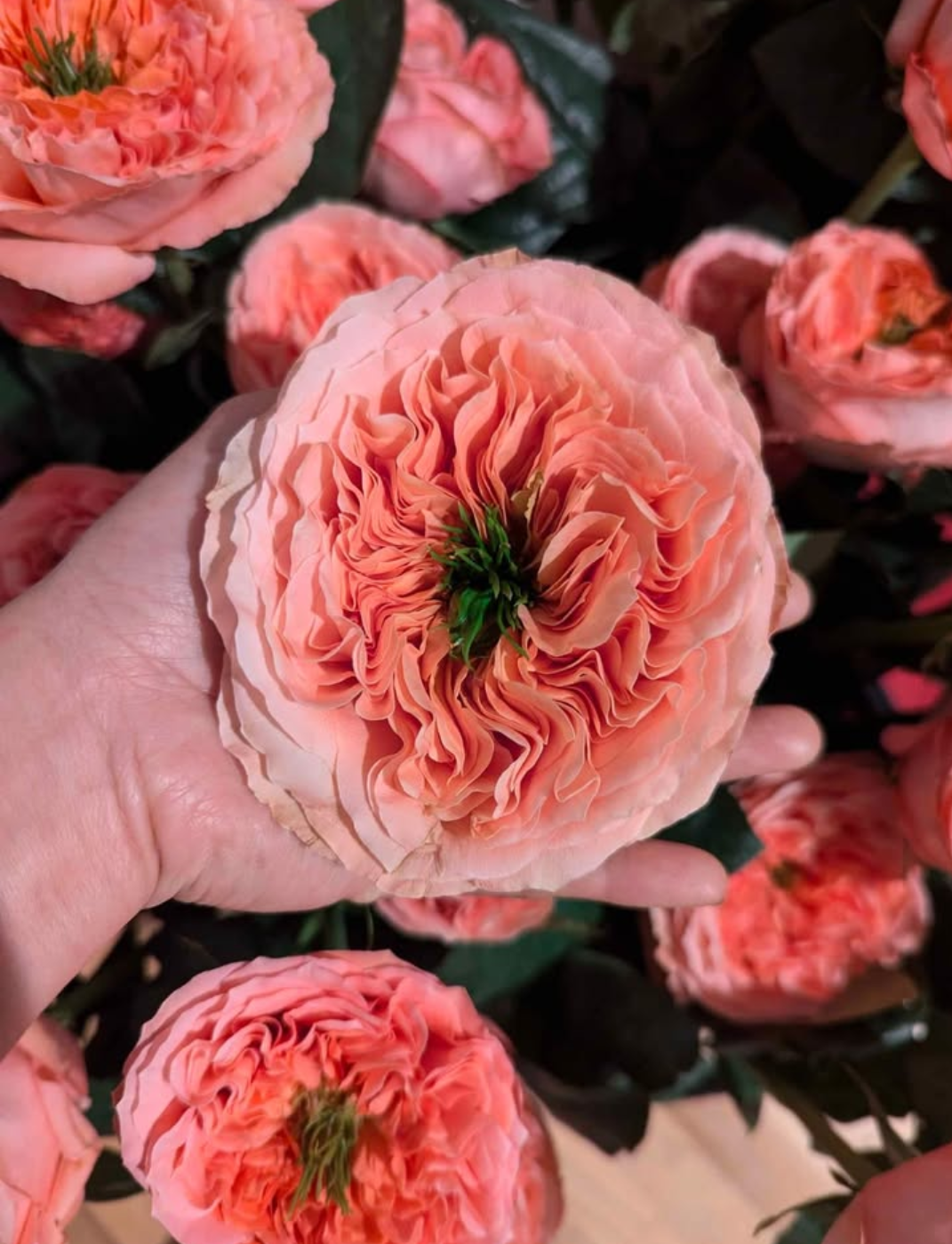 Pink Xpression (expression) garden rose plant flower bush shrub