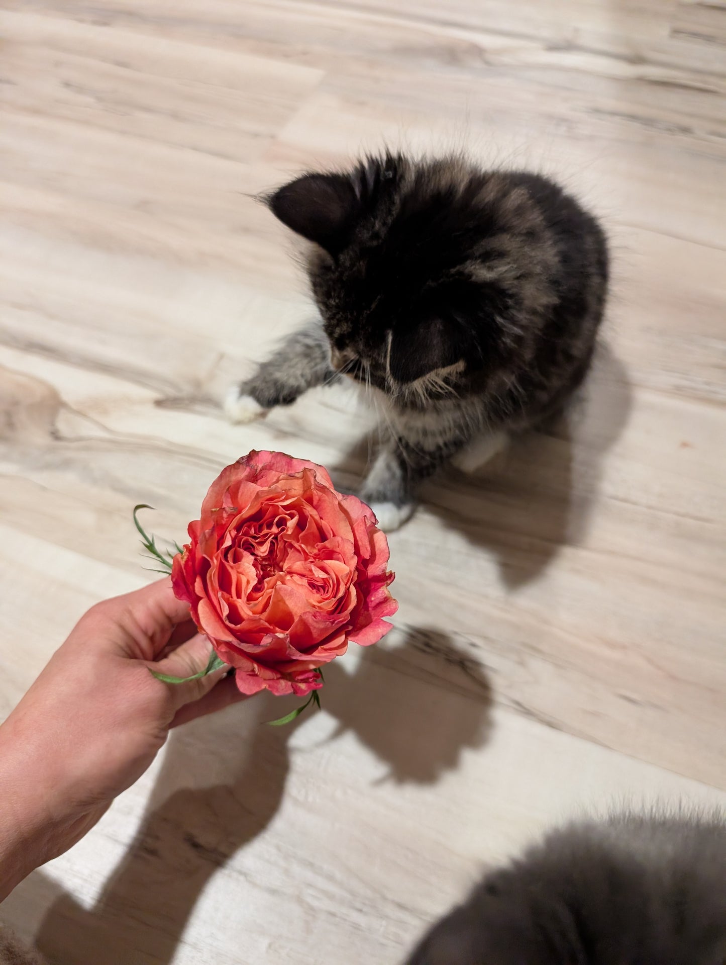 Orange Romantica lookalike garden rose plant flower bush deciduous shrub