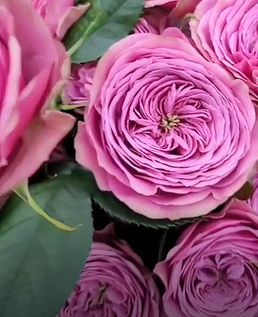 Smokey eyes garden rose plant large flower bush deciduous shrub