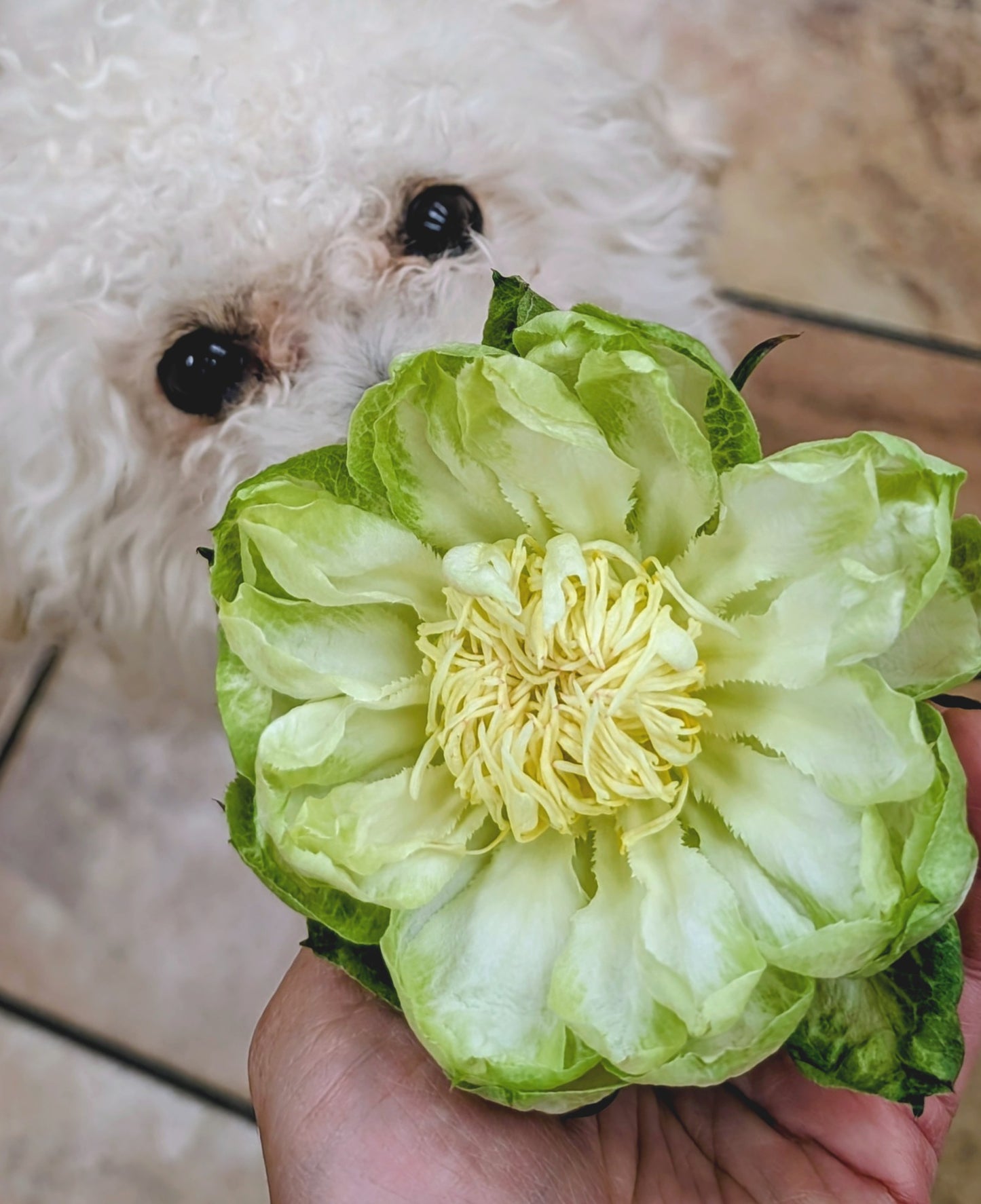 Veggie lookalike garden rose plant flower bush deciduous shrub