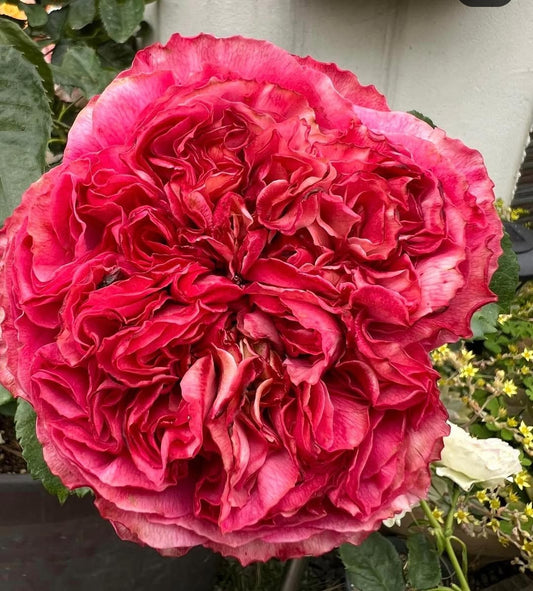 Frozen Summerhouse garden rose plant flower bush shrub