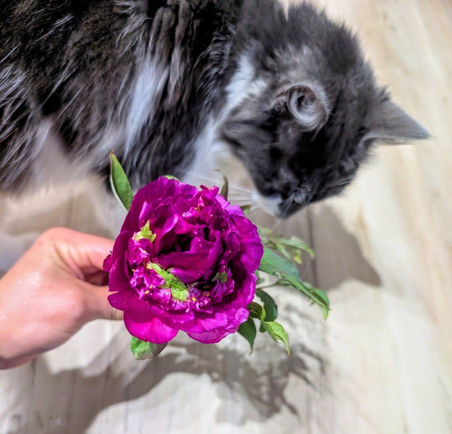 "Champion Crown" large flower tree peony