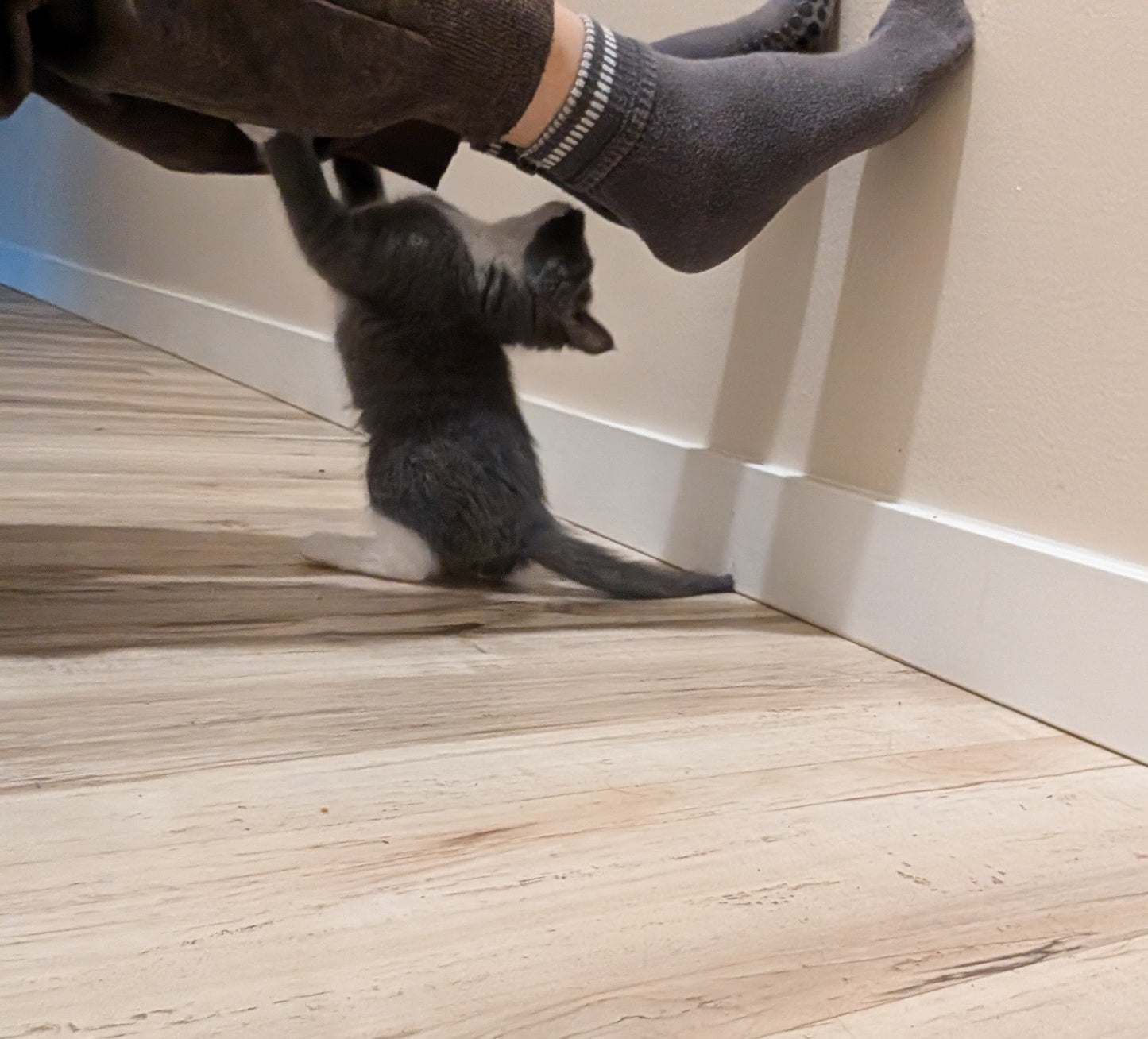 2.5 month old kitten kitty cats