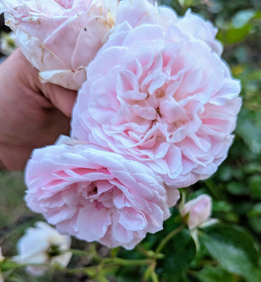 Souvenir de Malmaison garden rose plant flower bush shrub