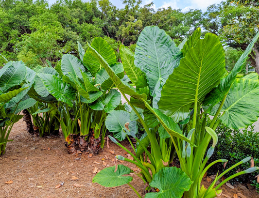 Free Elephant ears plants and tubers