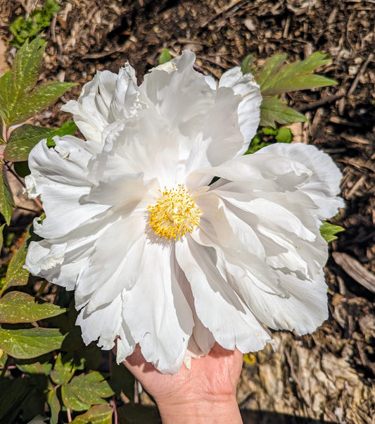Large white flower cold hardy tree peony Preorder for fall 2026