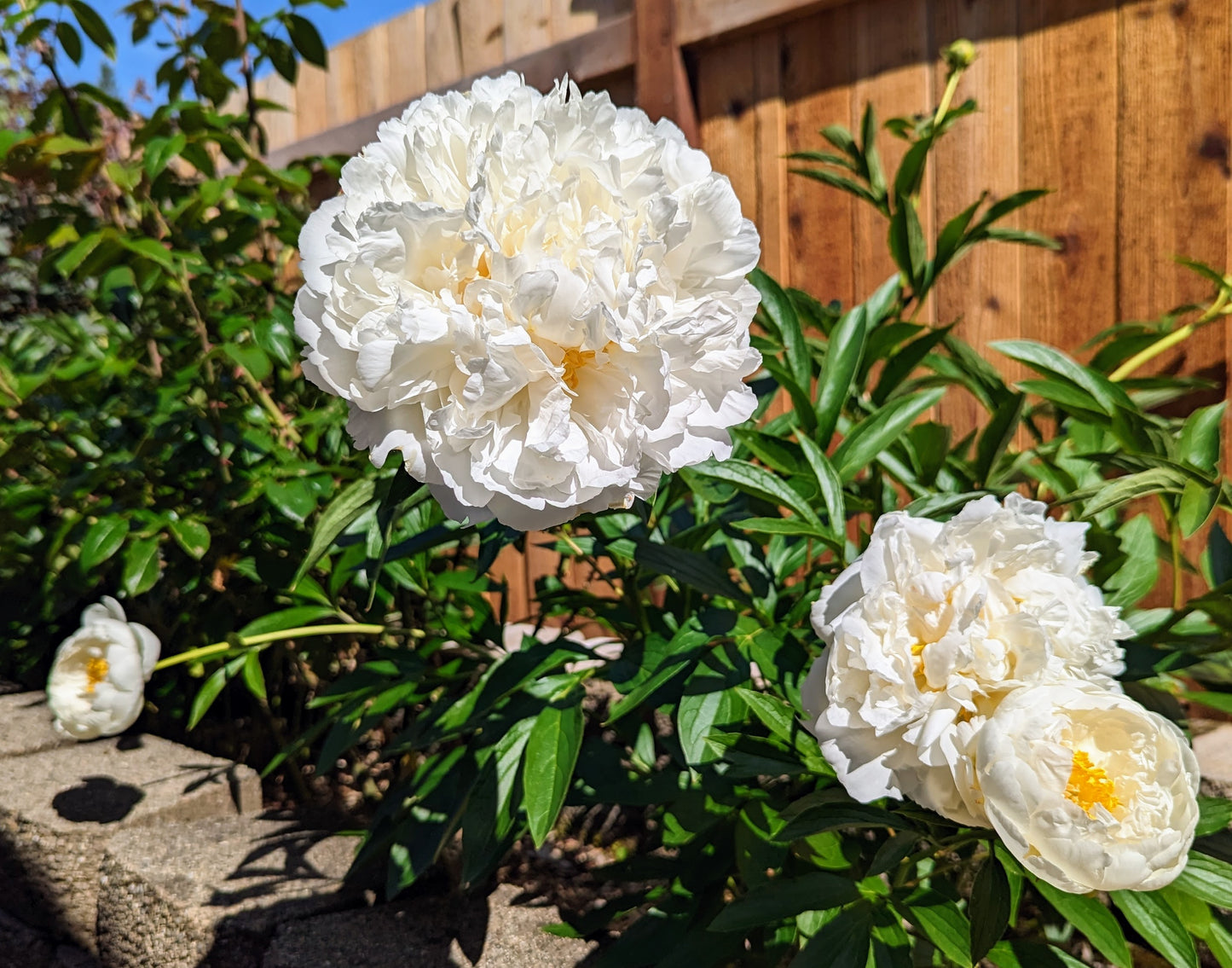 5 mixed mysterious herbaceous peony
