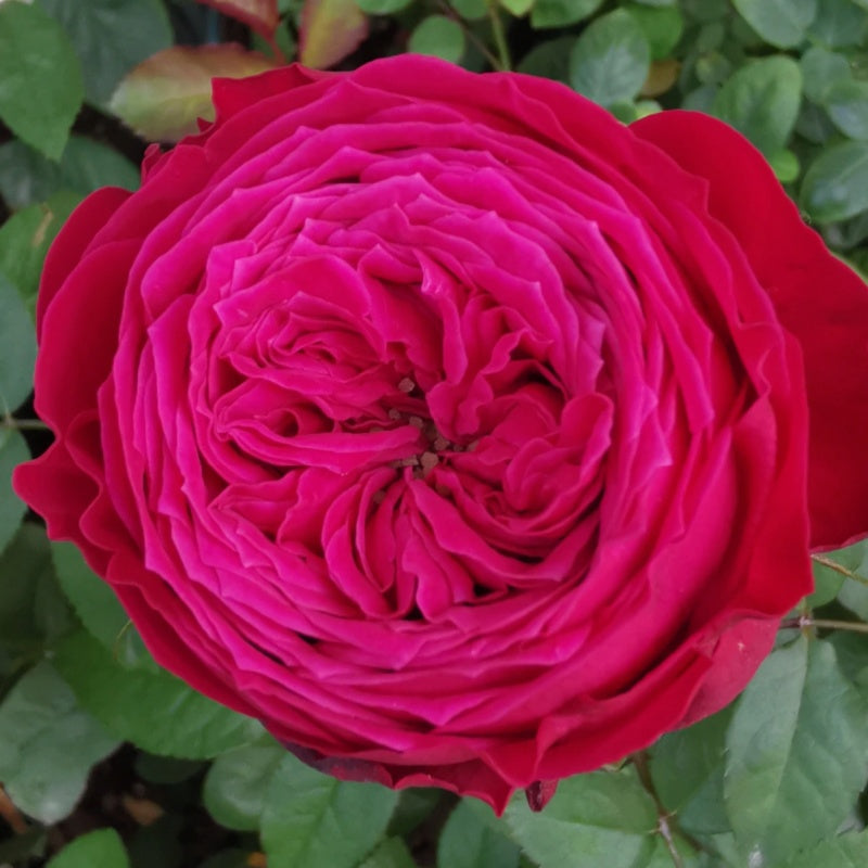 Just More lookalike rose plant flower bush shrub