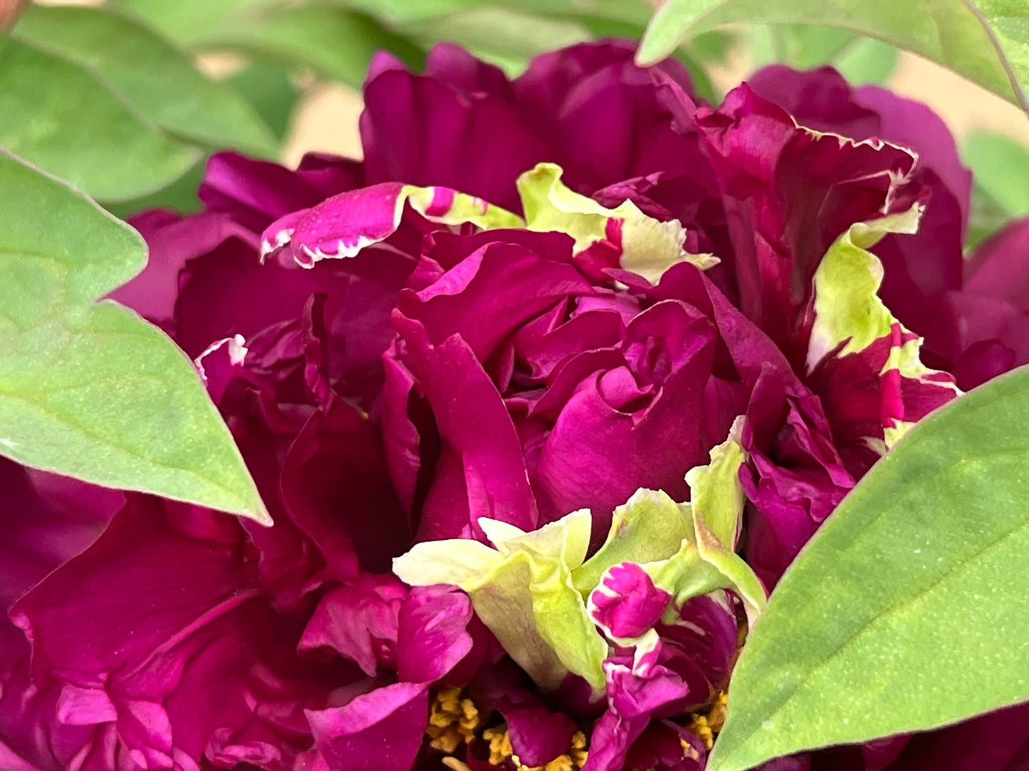 "Champion Crown" large flower tree peony