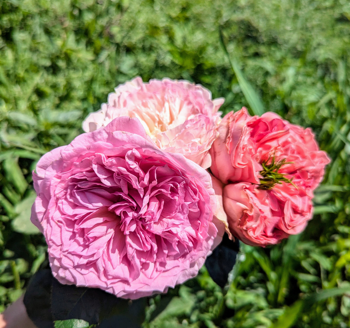 New rose garden rose plant flower bush shrub