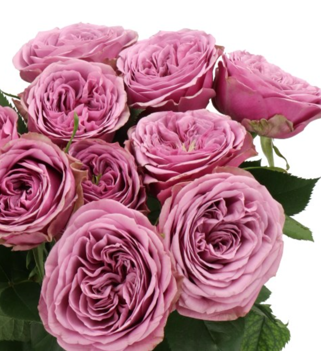 Smokey eyes lookalike garden rose plant large flower bush deciduous shrub