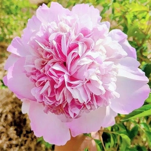"Butterfly Kiss" large flower tree peony