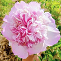 "Butterfly Kiss" large flower tree peony