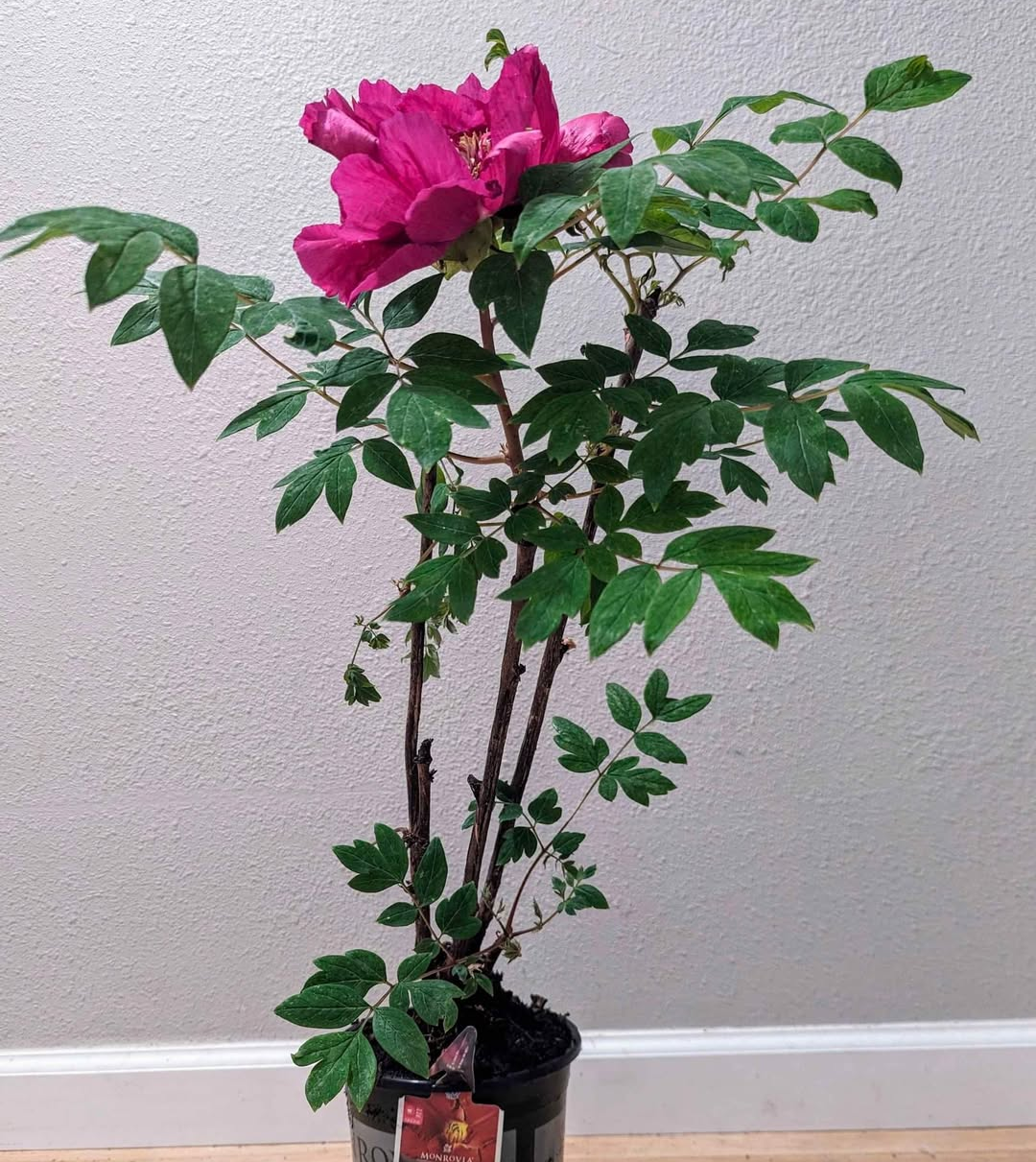 "Sweet Magic" large flower tree peony