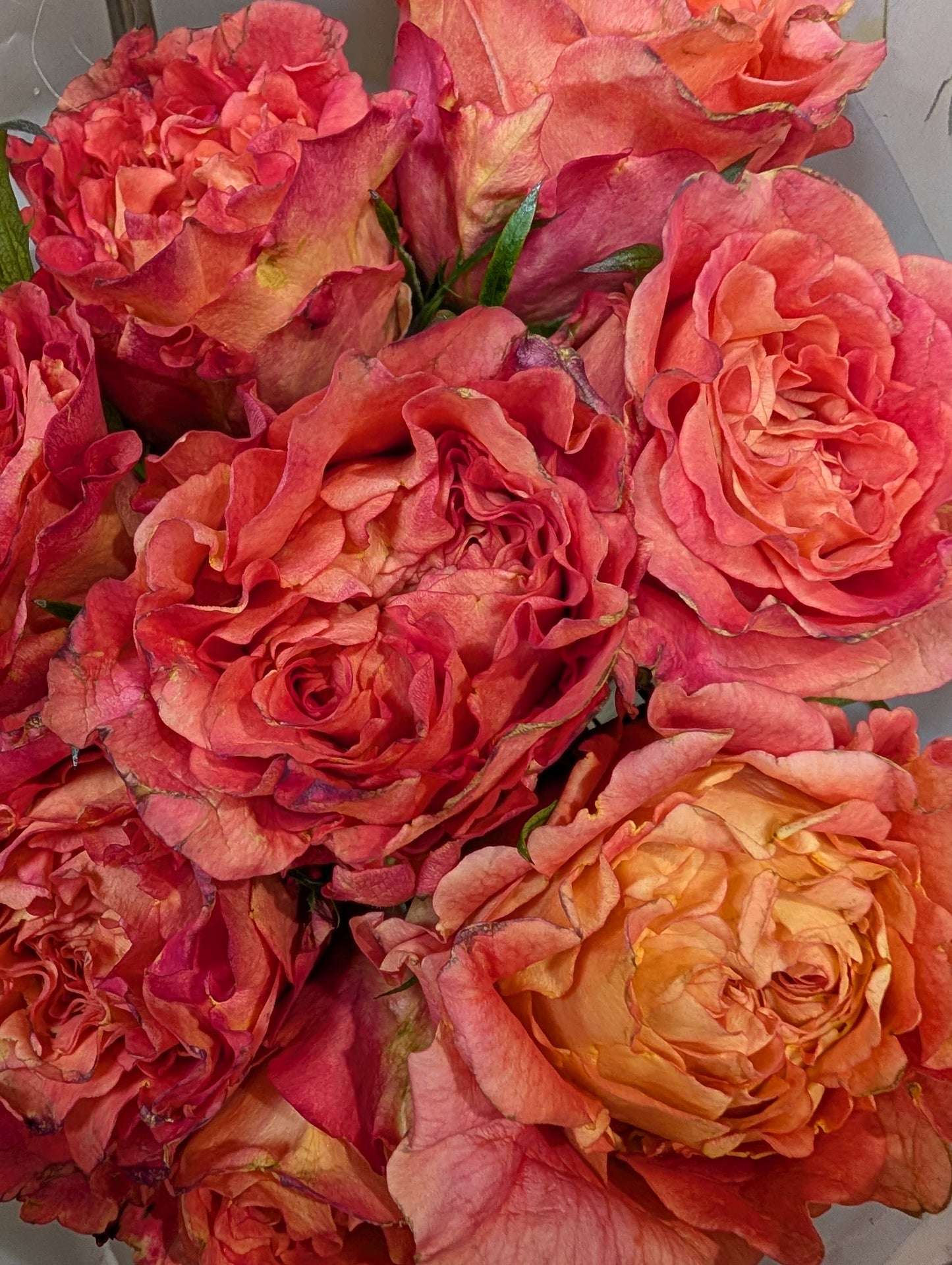 Orange Romantica lookalike garden rose plant flower bush deciduous shrub