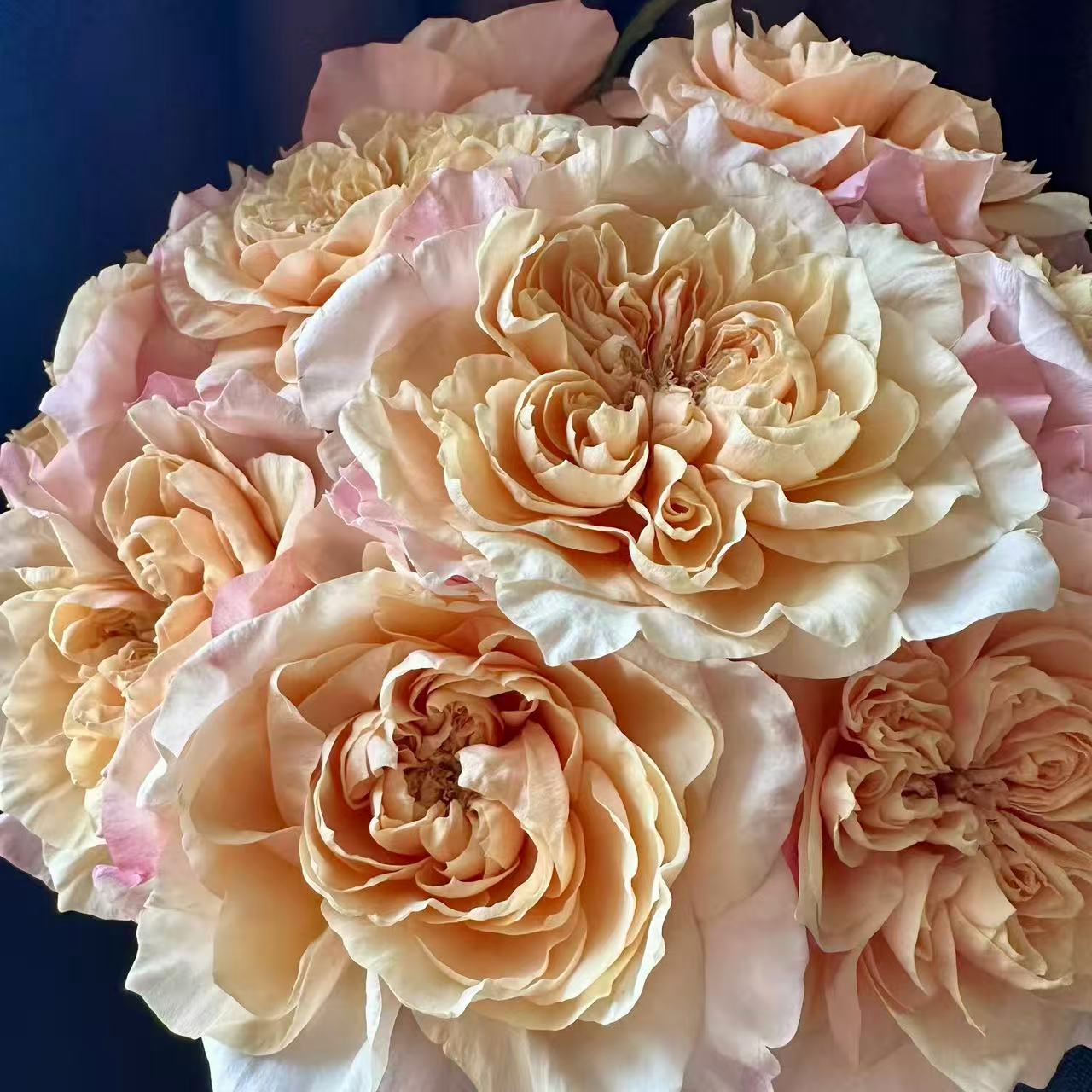 Issei lookalike garden rose plant flower bush deciduous shrub