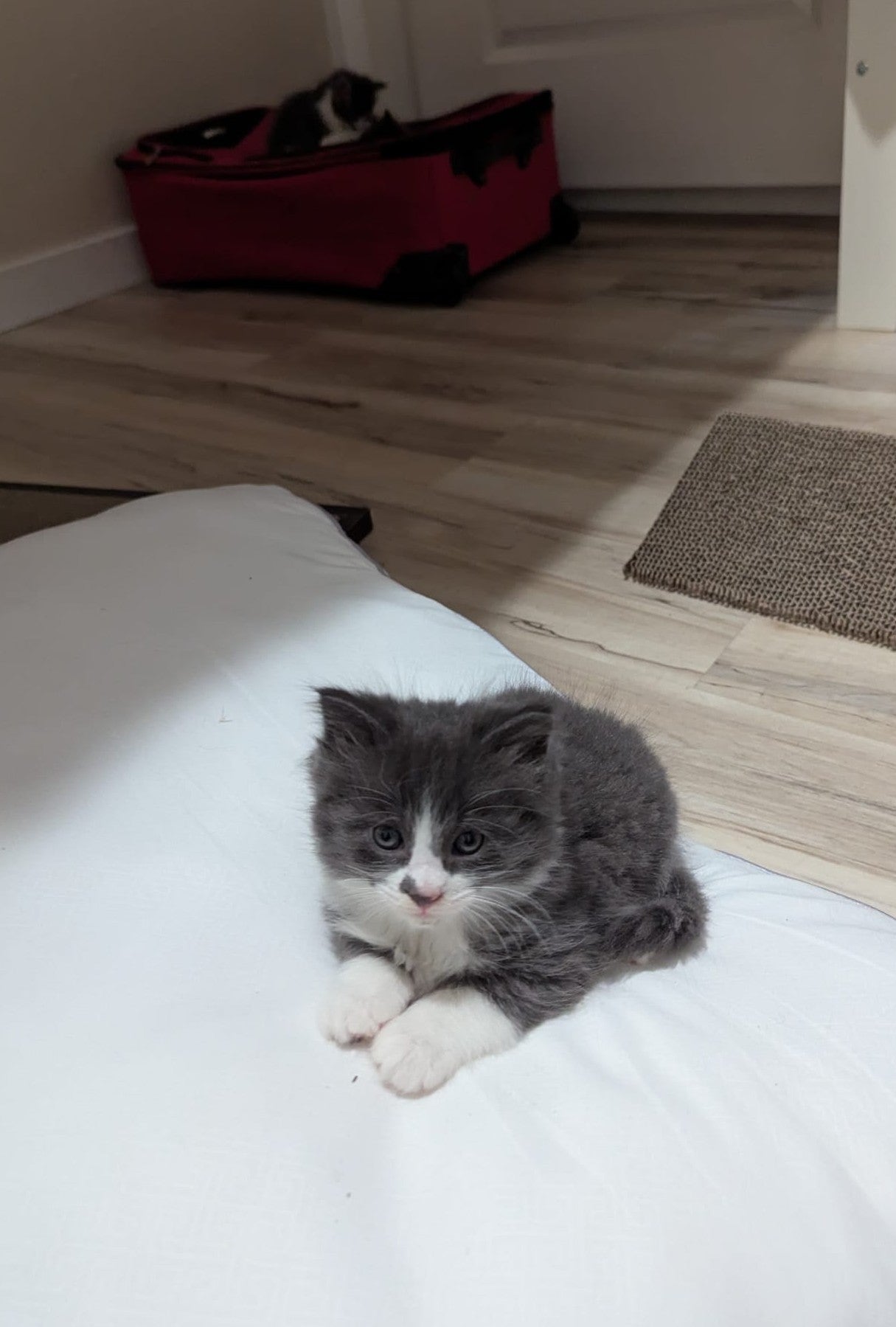 2.5 month old kitten kitty cats