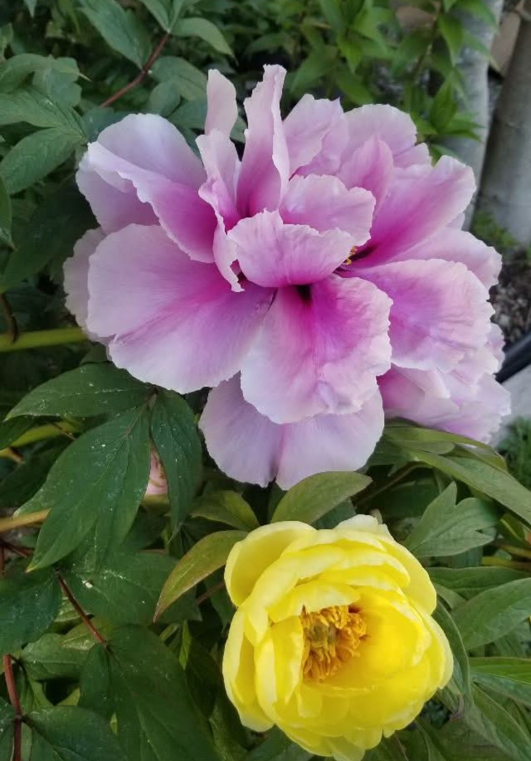 Mixed seeds large flower tree peony