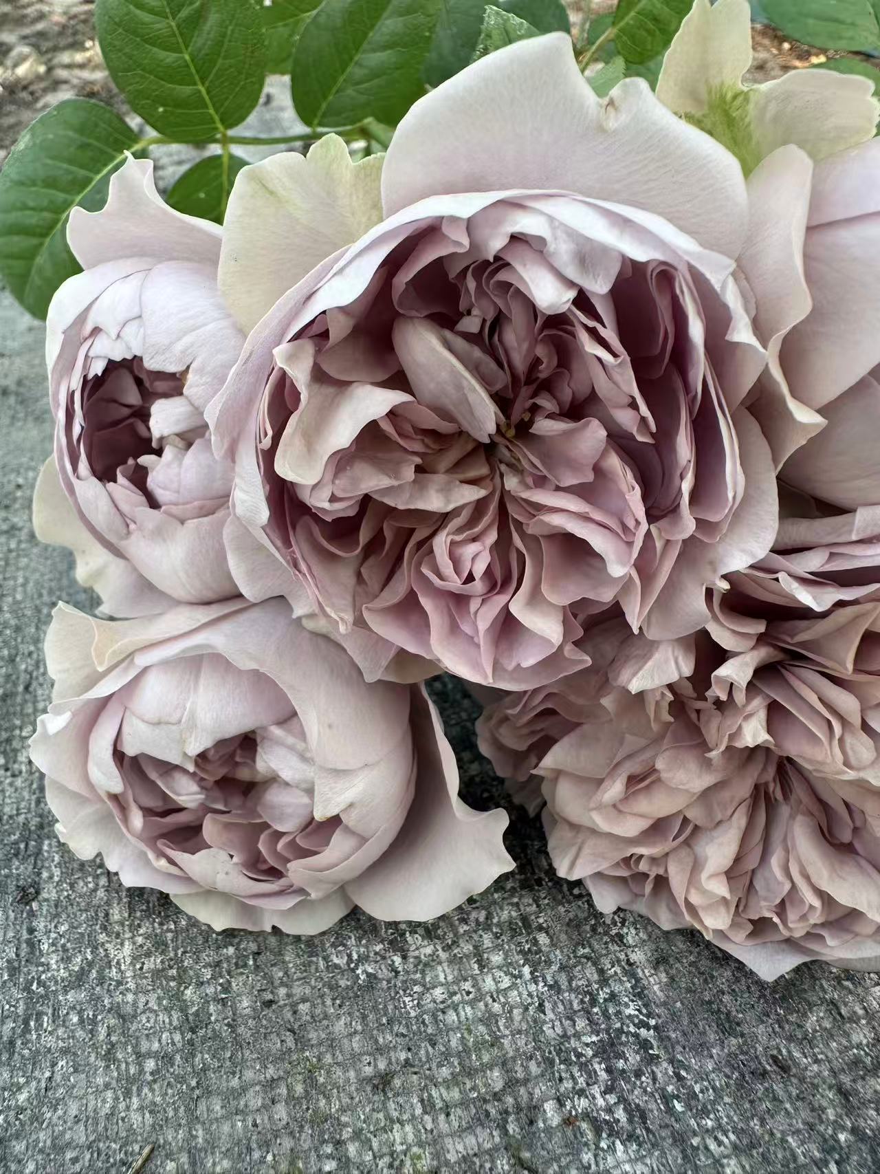 Villa Lilla lookalike garden rose plant flower bush deciduous shrub