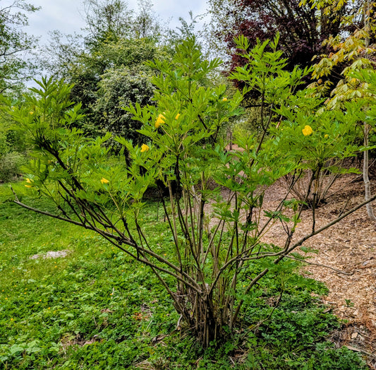 Tibetan tree peony