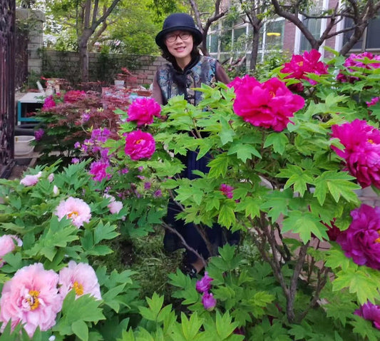 Zi Er Qiao tree peony