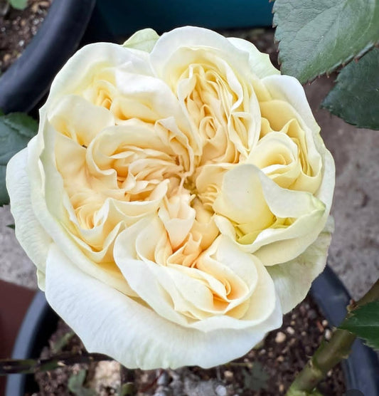L. Harper garden rose plant flower bush deciduous shrub