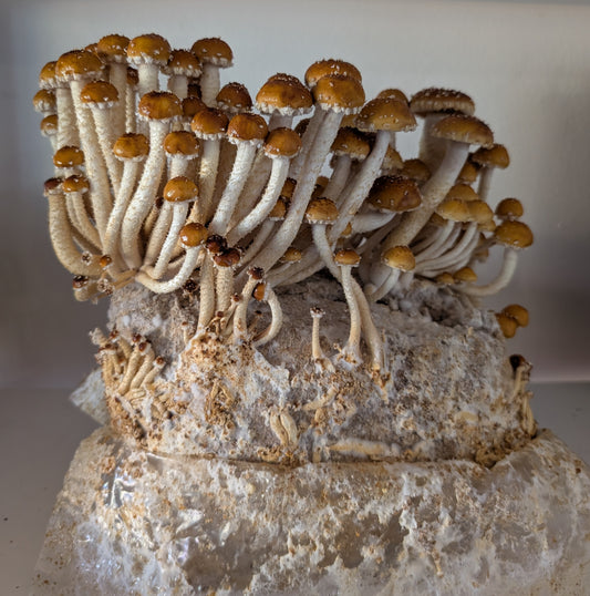Organic Chestnut Fruiting Block – 5 lb Mushroom Growing Kit