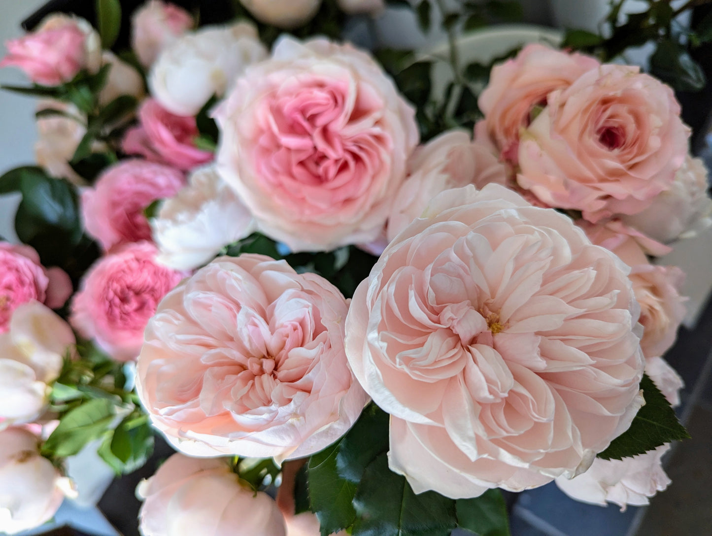 Sabrina lookalike garden rose plant flower bush shrub