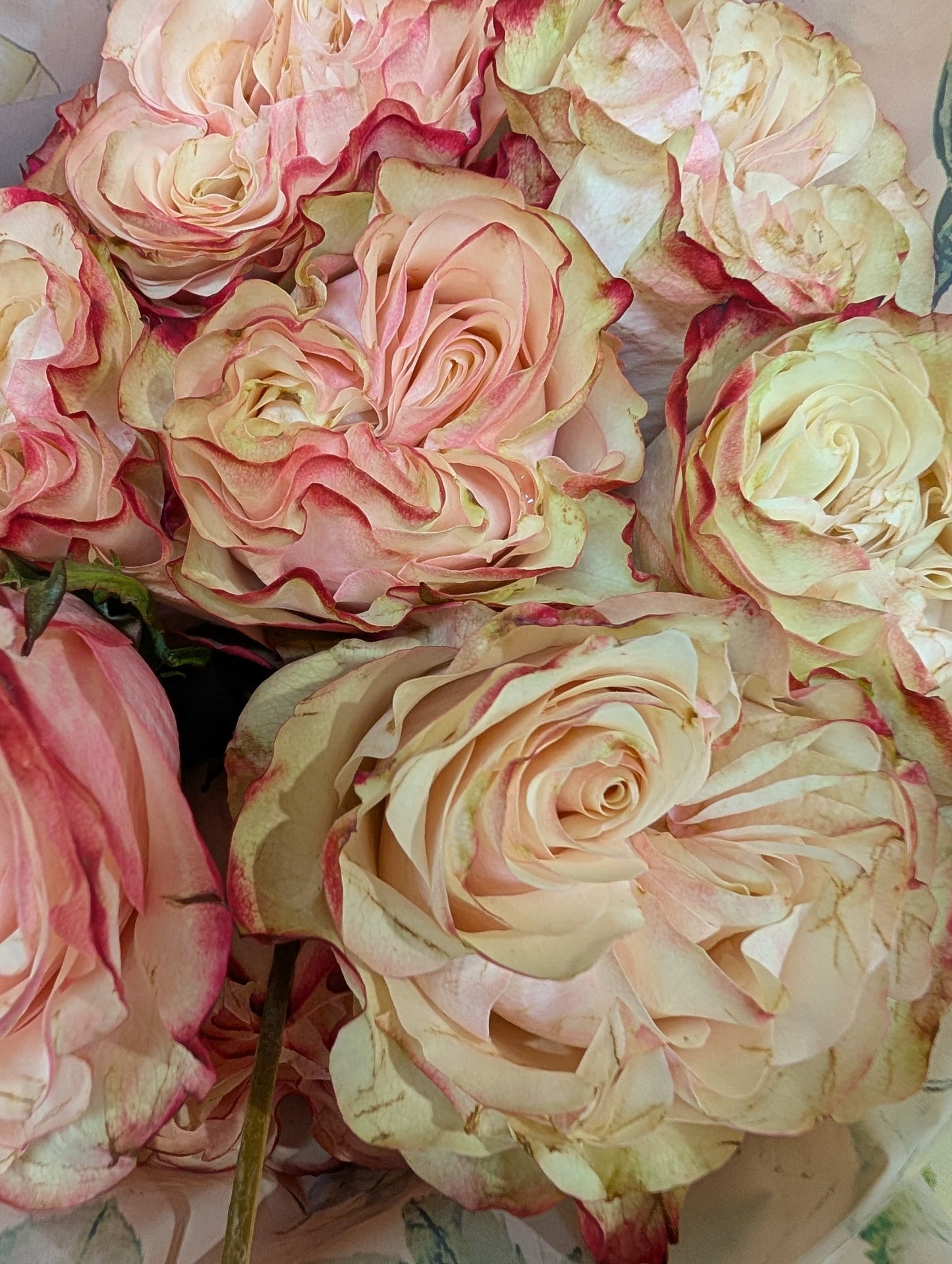 Country Candy lookalike garden rose plant flower bush deciduous shrub