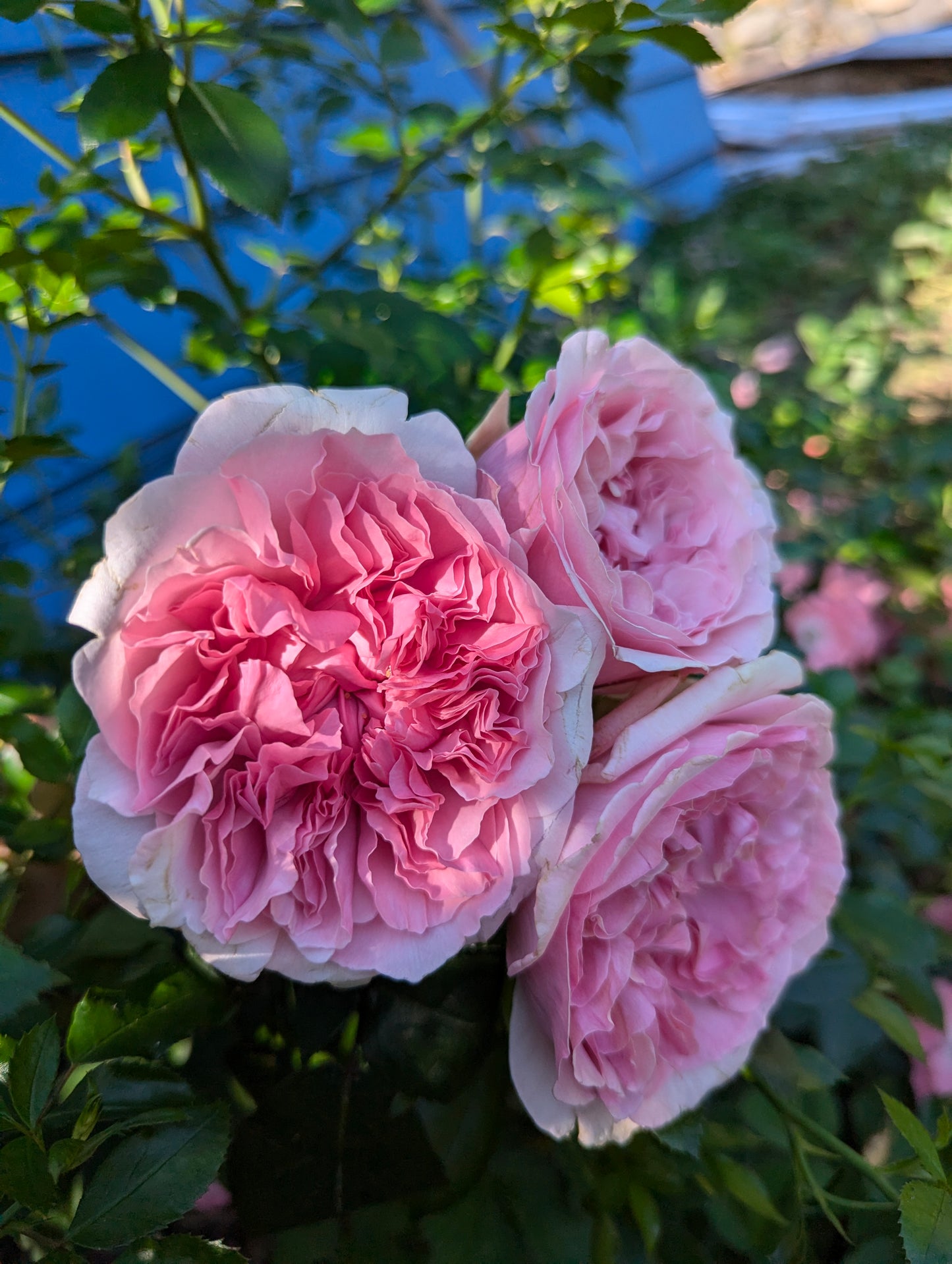 10 mixed rose plants: English Ausjameson, her lover Romeo, Ausimmon and her other friends