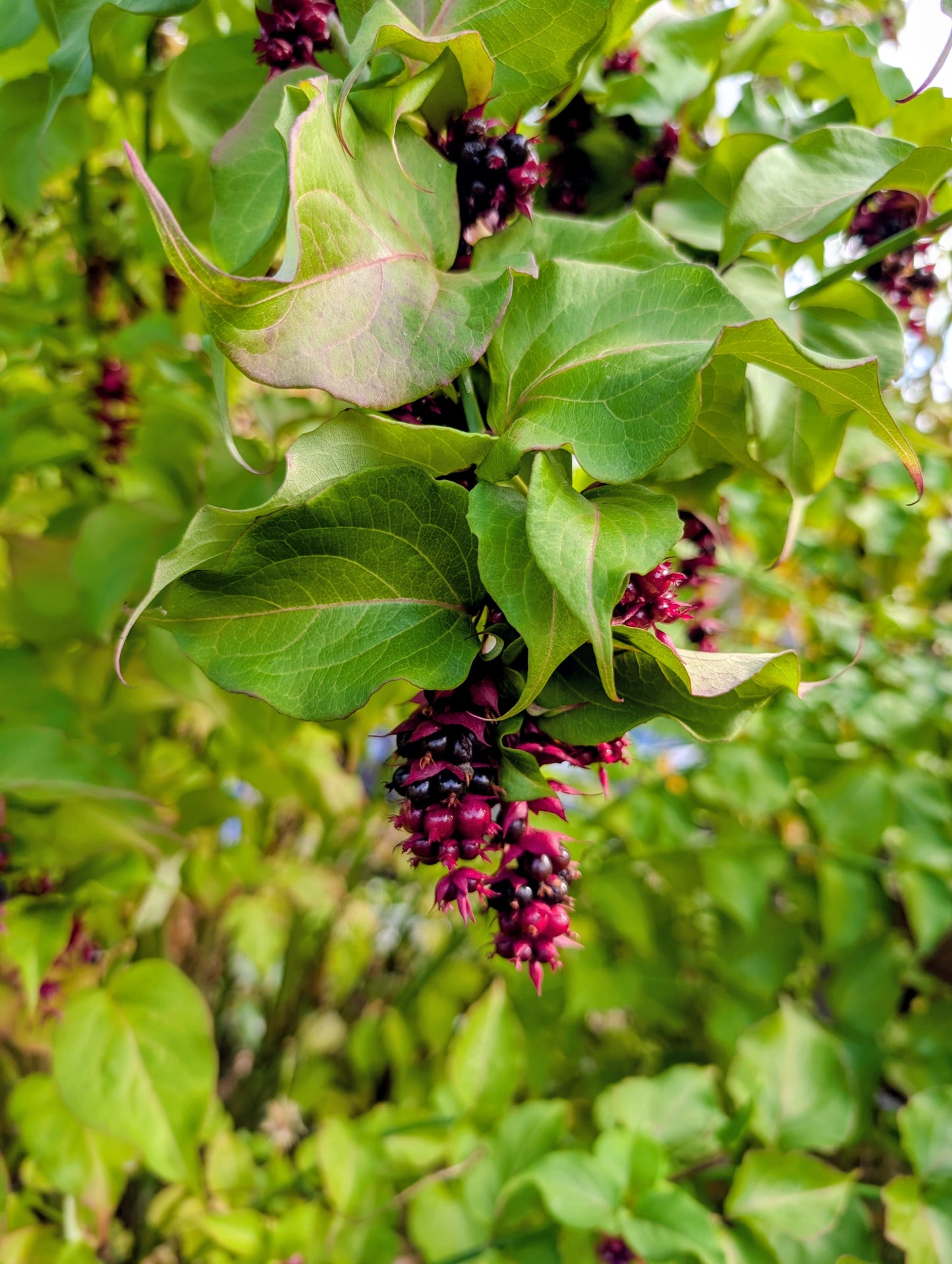 Free Himalayan honeysuckle seeds and cuttings