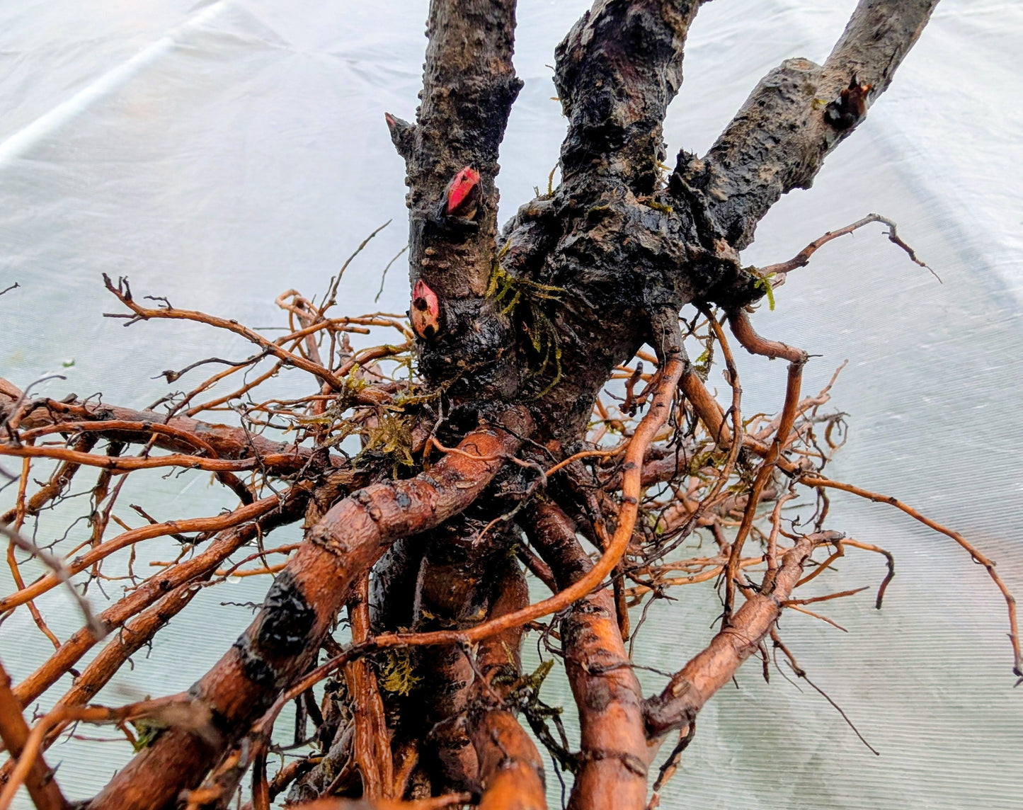 "Champion Crown" large flower tree peony