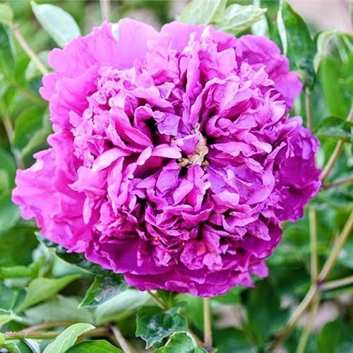 "Lavender Silk" large flower tree peony