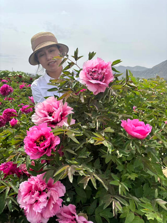 "Pretty lady" large flower tree peony
