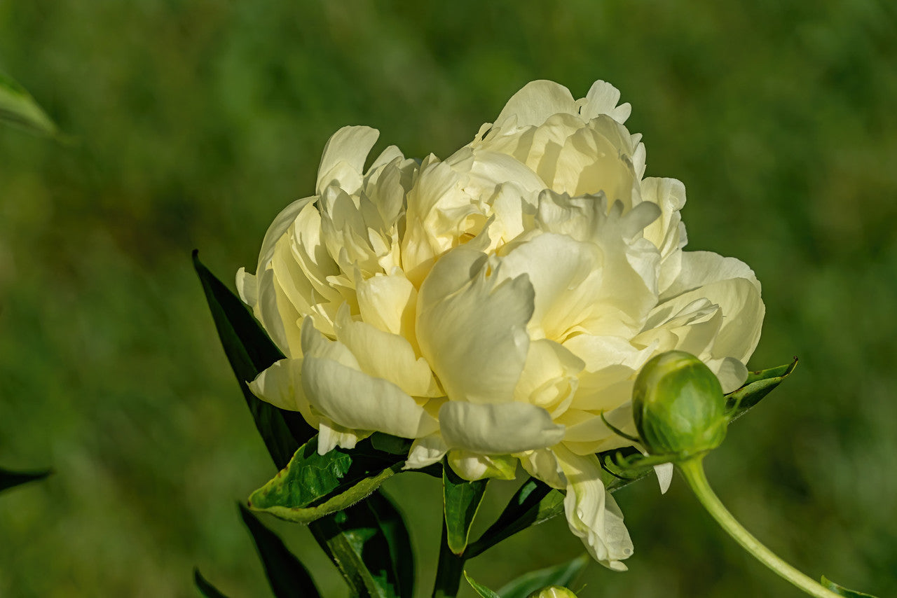 "Green peas" large flower tree peony