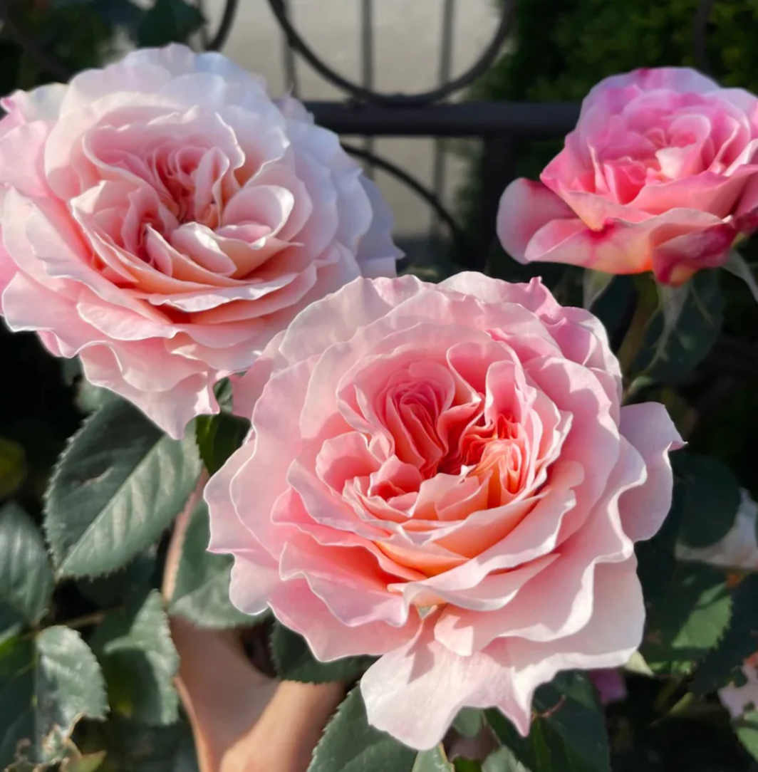 Country Spirit Peonia lookalike garden rose plant flower bush deciduous shrub