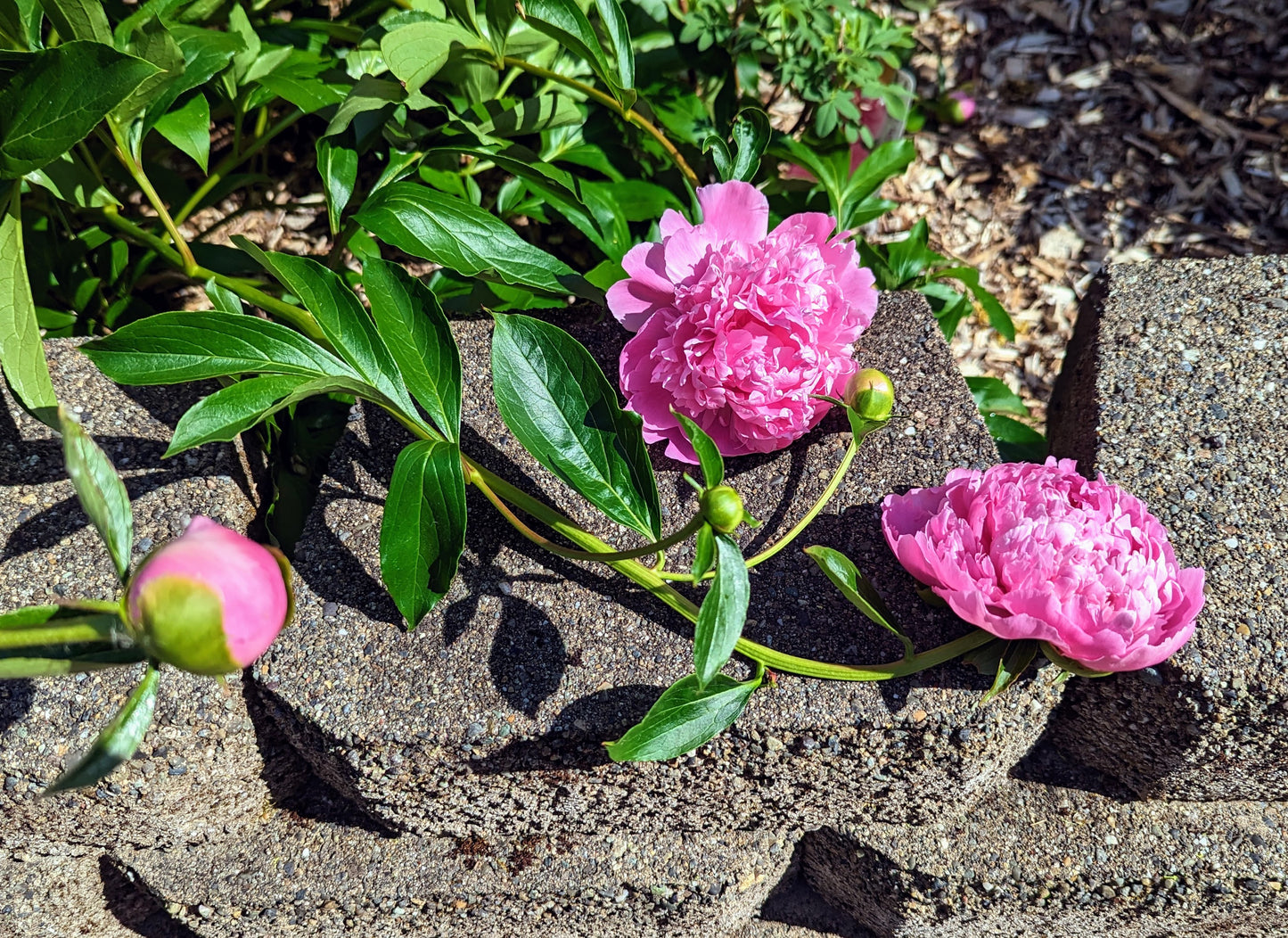 5 mixed mysterious herbaceous peony