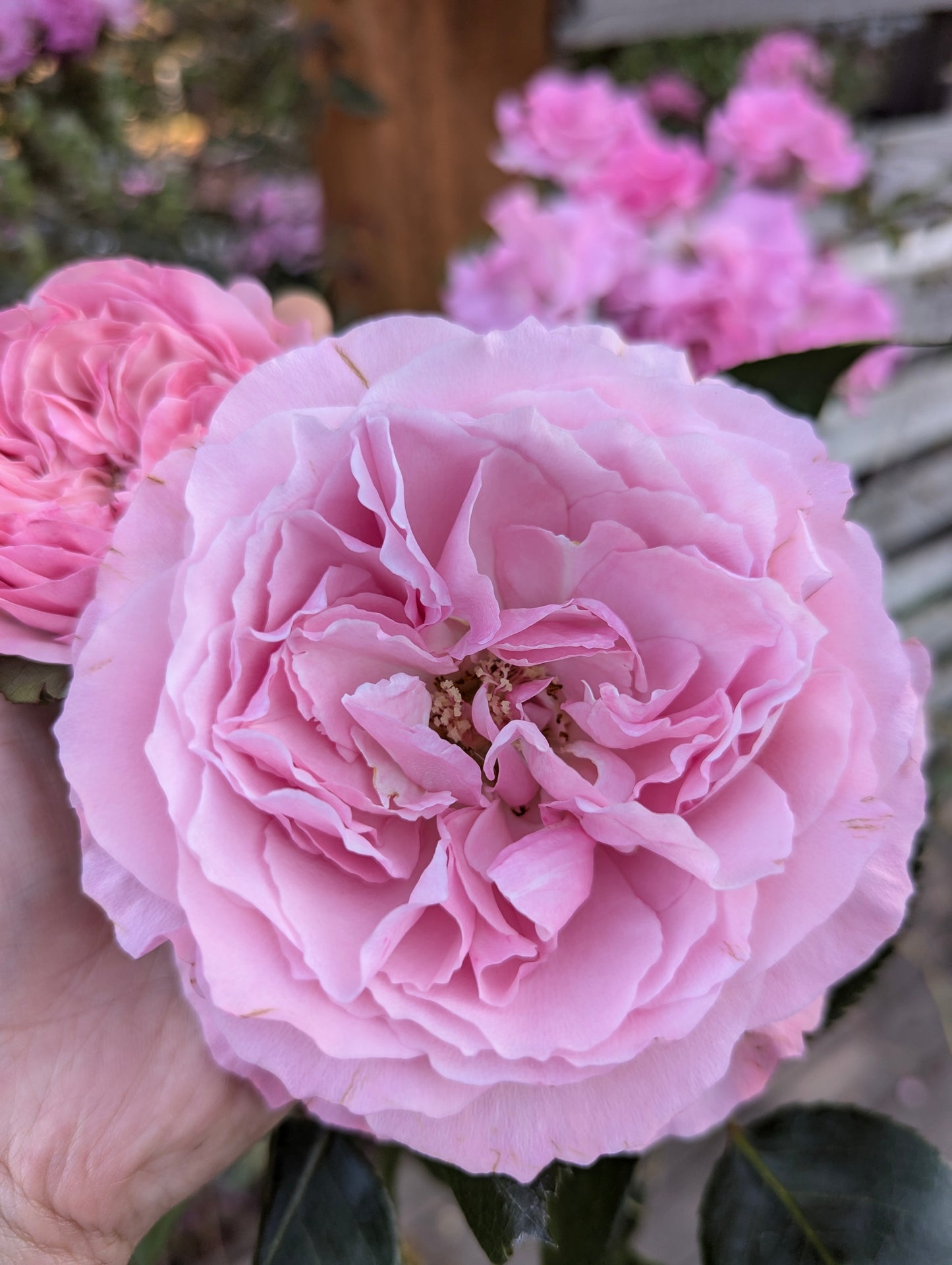 Mayra Pink lookalike garden rose plant flower bush shrub