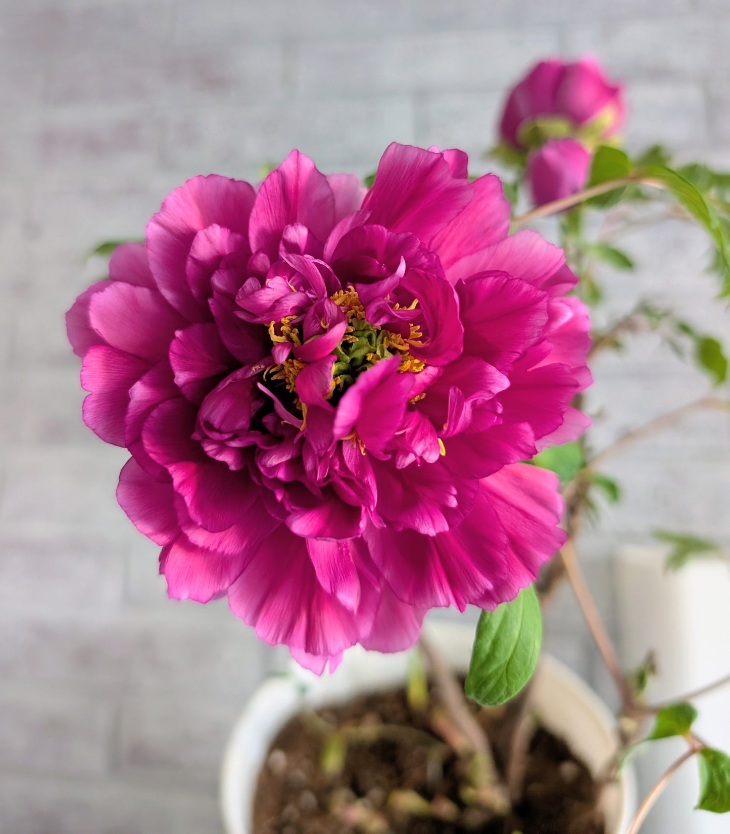 "Champion Crown" large flower tree peony
