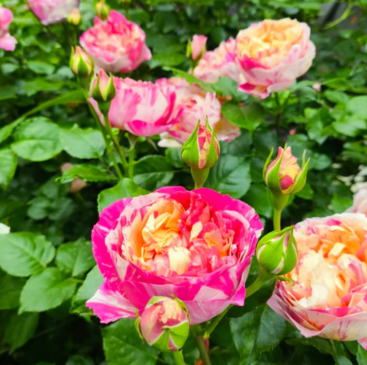 2 tone thornless climbing Edouard Manet rose plant flower bush shrub
