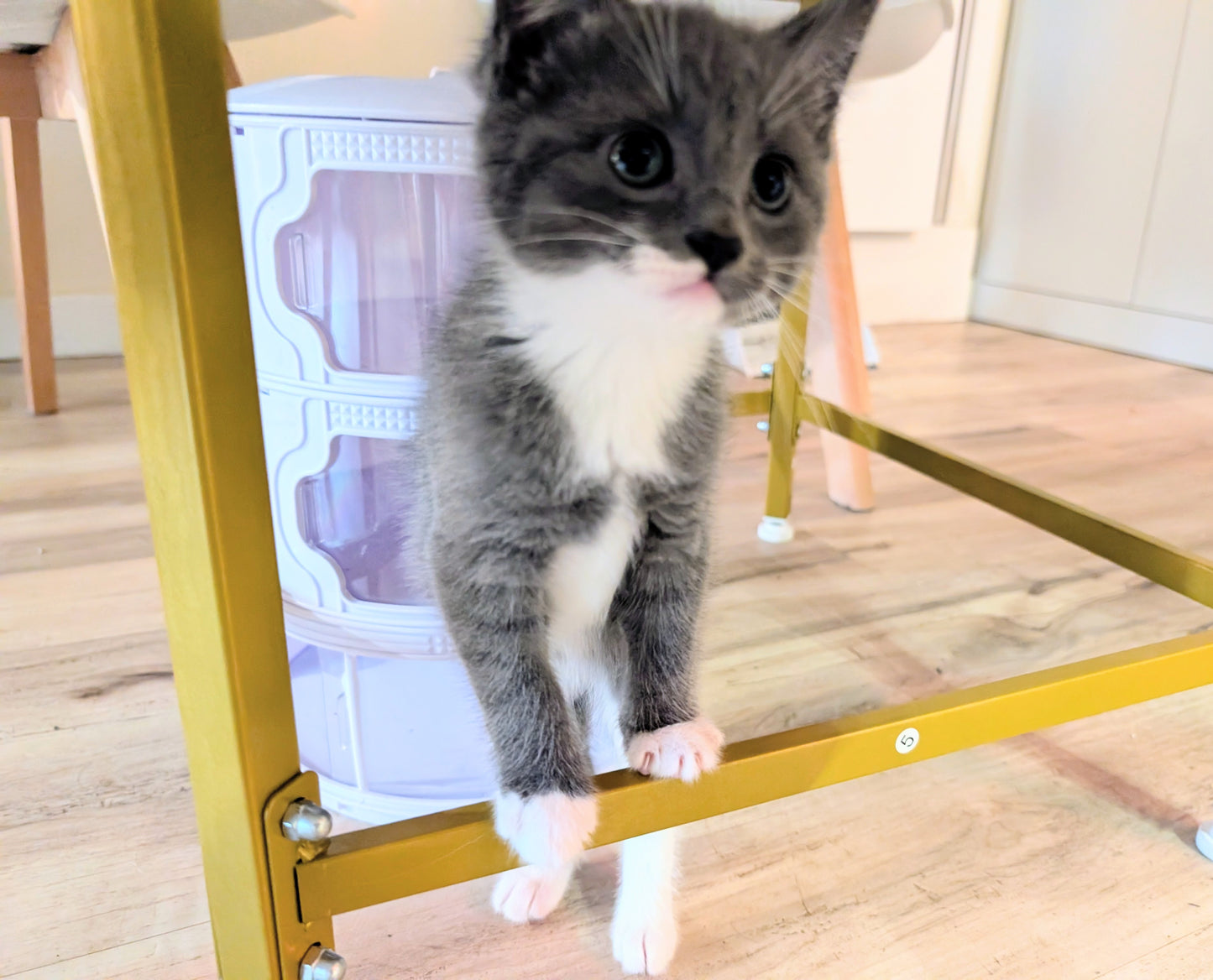 2.5 month old kitten kitty cats