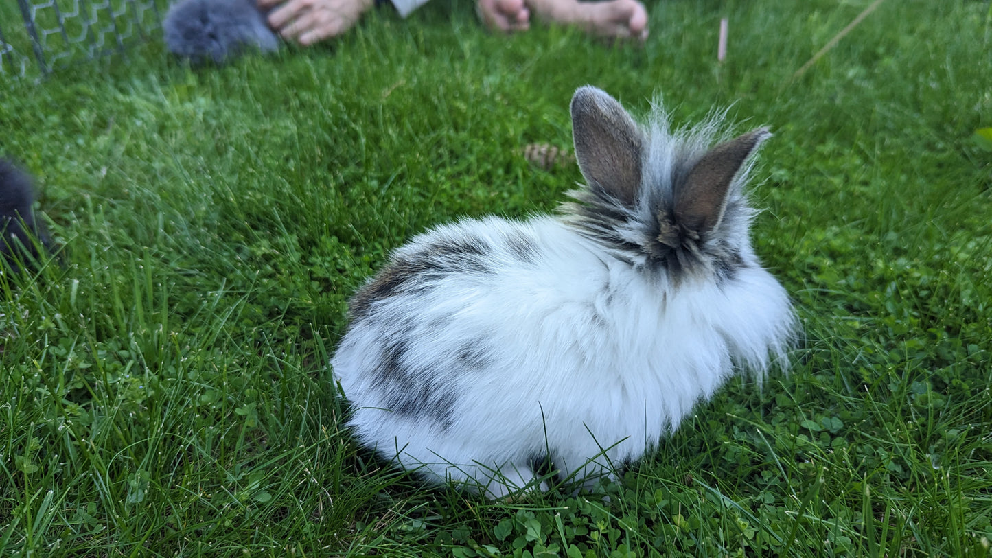 2-6 month old bunny rabbits