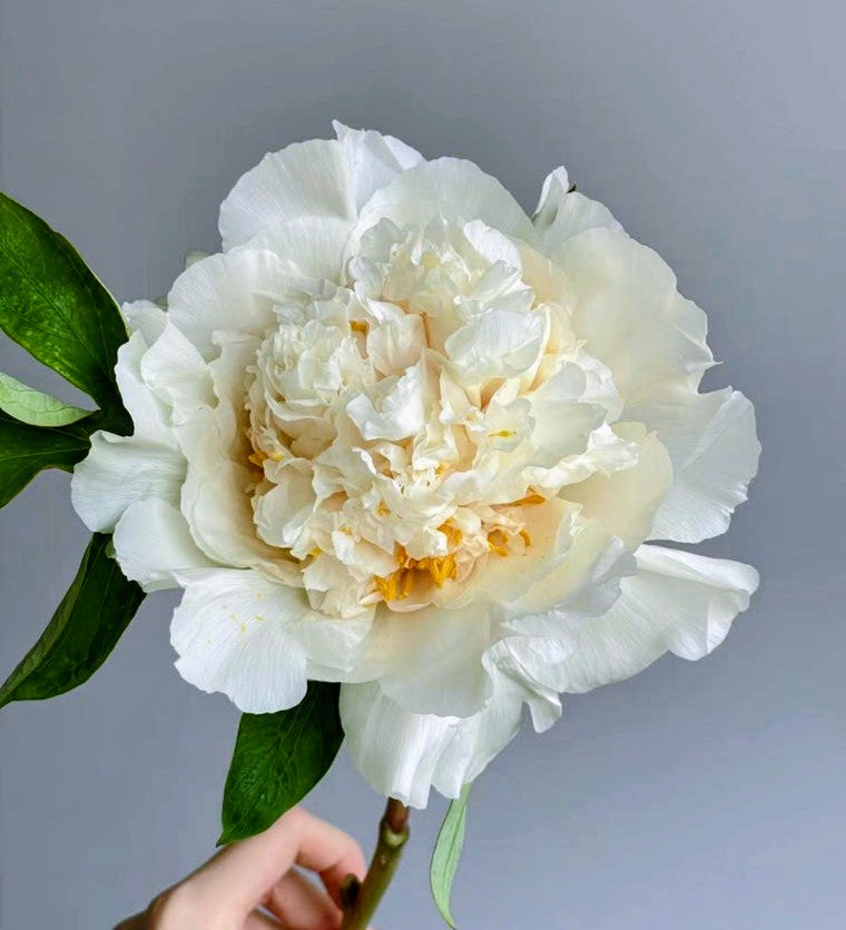 "Yao's Yellow" large flower tree peony