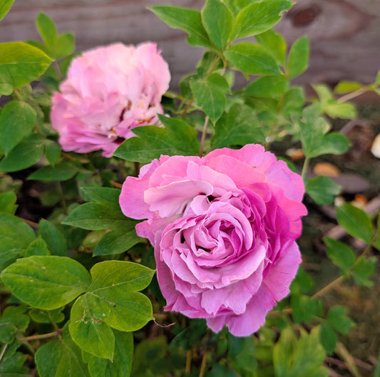 tree peony
