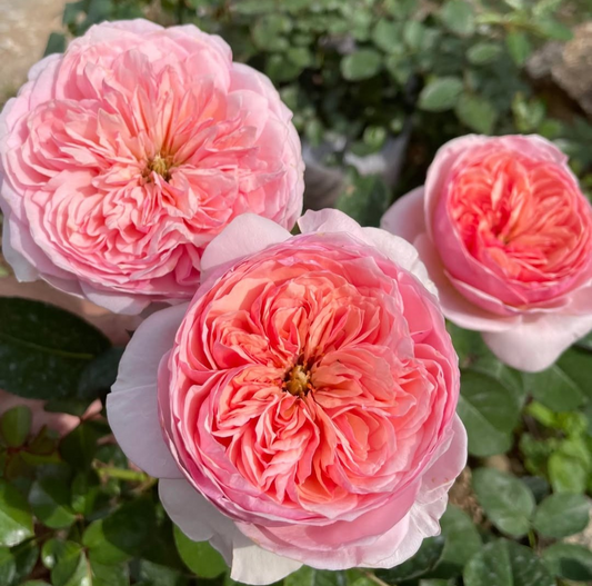 Romeo garden rose plant flower bush deciduous shrub