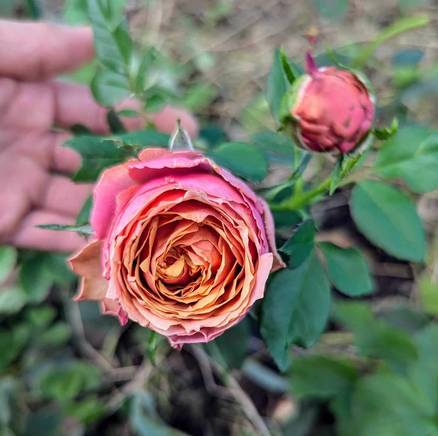 Kensington Gardens lookalike rose plant flower bush shrub