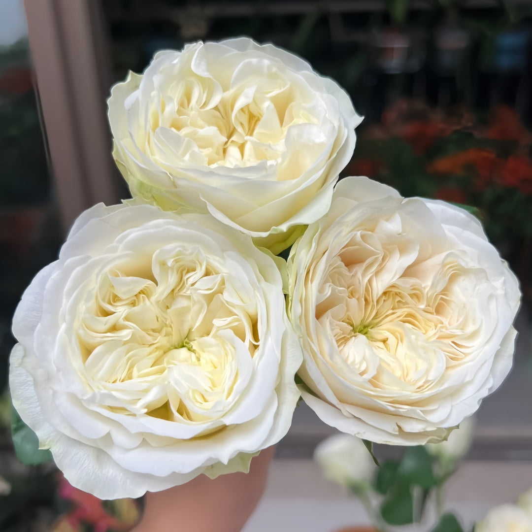 Priscilla lookalike garden rose plant flower bush shrub