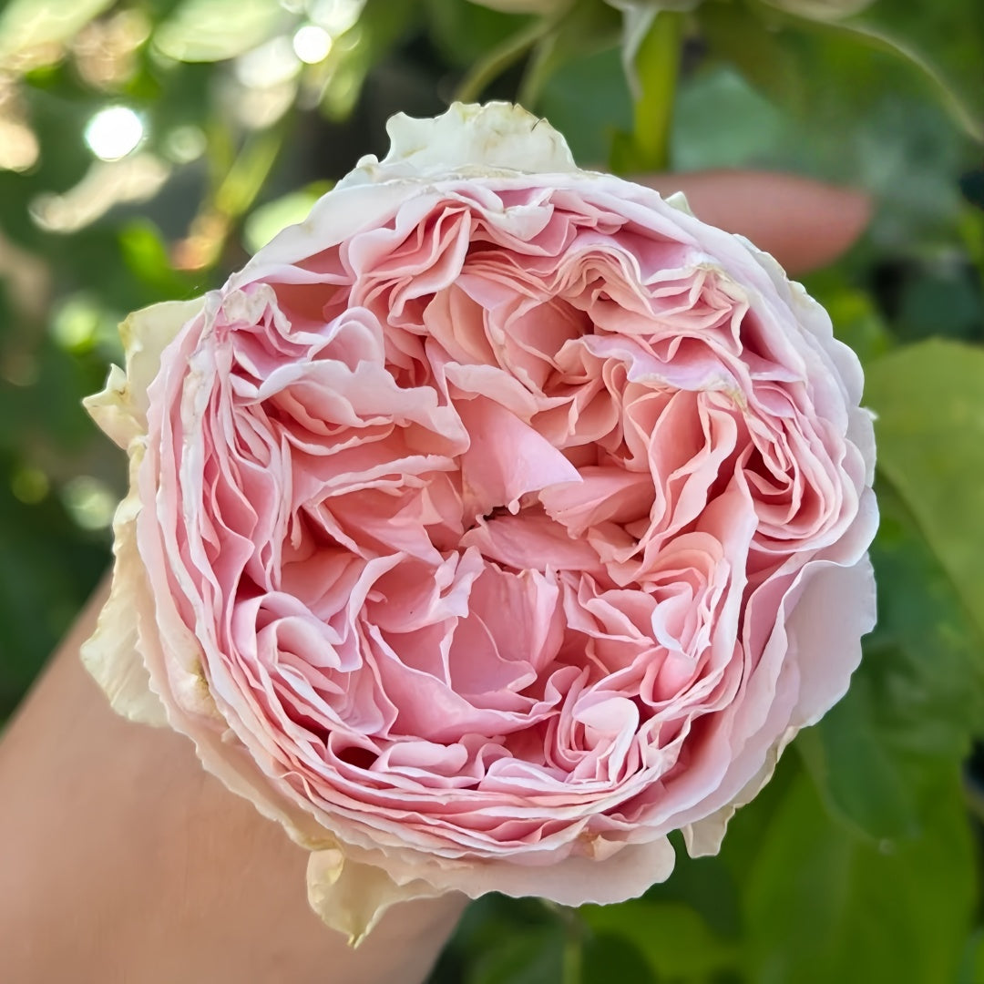 Senlitsu garden rose plant flower bush shrub