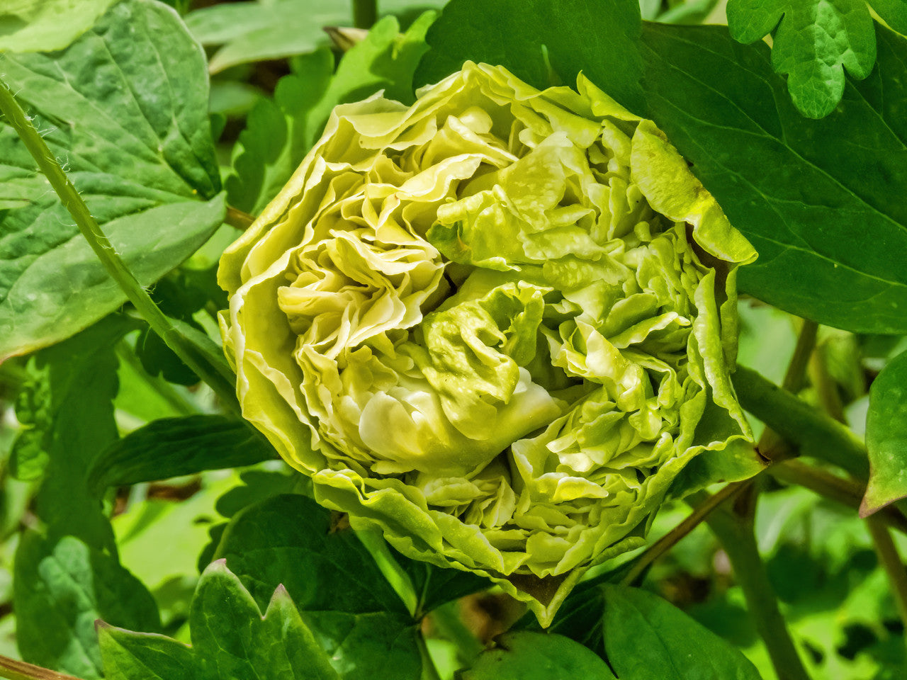 "Green peas" large flower tree peony