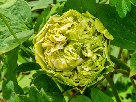 "Green peas" large flower tree peony